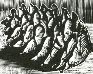 Spruce cone wood engraving